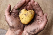 Kartoffel, © ChristArt - stock.adobe.com