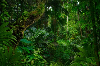 Regenwald, © AdobeStock_280609097_c_quickshooting.jpeg